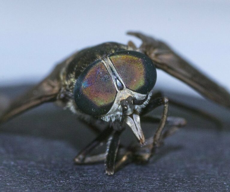 March or Horseflies - FlyBoss