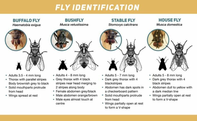 Flies On Grazing Cattle FlyBoss